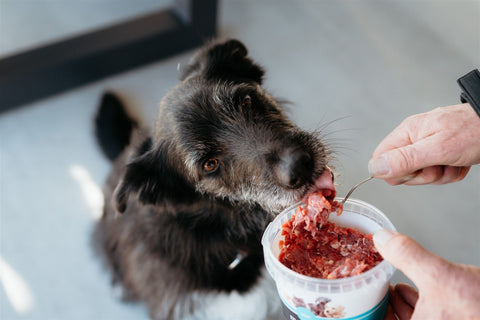 Raw Feeding to Maintain a Healthy Weight