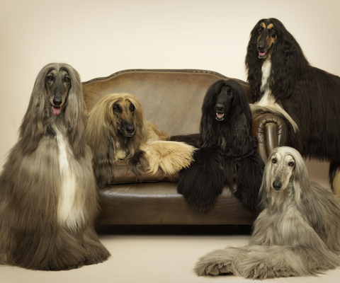 Customer Spotlight - Four Decades Dedicated to Dogs